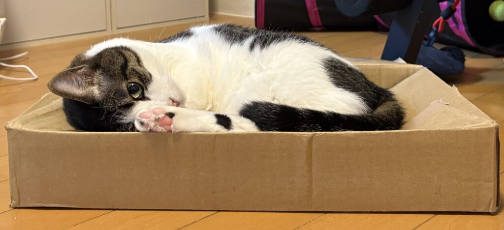 にゃんかなの愛猫