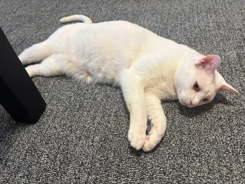 にゃんかなの愛猫