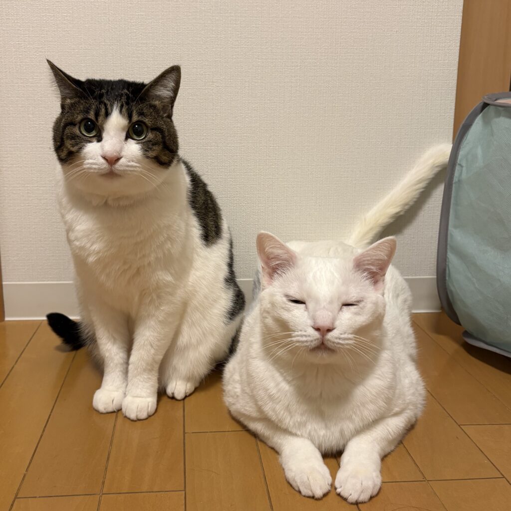 私のご主人のぬこ様たち