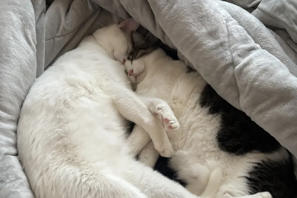 にゃんかなの愛猫